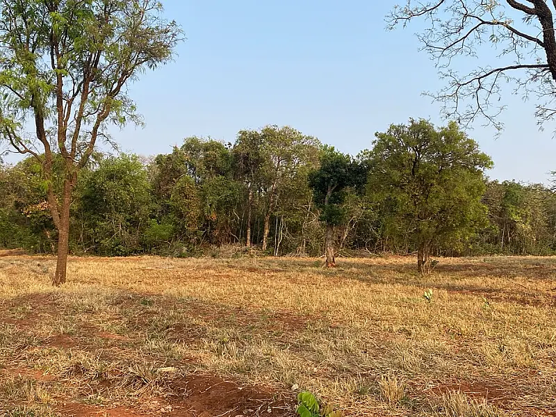 Andarilho invade chácara, amarra garoto em árvore e foge em Campo Grande