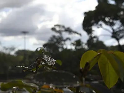 Meteorologia mantém previsão de chuva em meio a instabilidade em MS