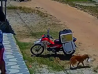 JD1TV: 'Cachorrinho fia da p*ta' é flagrado furtando marmita de entregador
