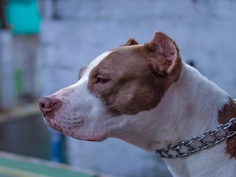 Idoso é preso por matar pitbull com golpes de faca em Dourados