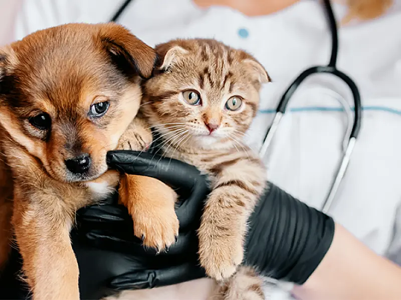 Projeto quer ampliar pena por maus-tratos contra cães e gatos