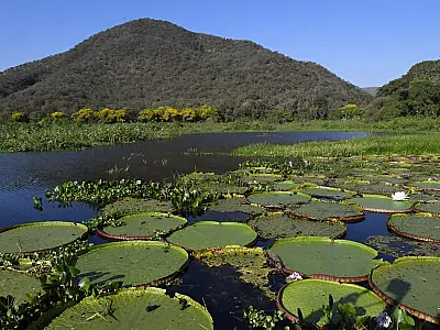 Estudo propõe 27 salvaguardas para proteger Pantanal de impactos ambientais
