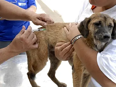 Vacinação antirrábica chega a três bairros de Campo Grande nesta quinta