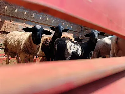 Primeiro embarque de ovinos abre mercado em Campo Grande
