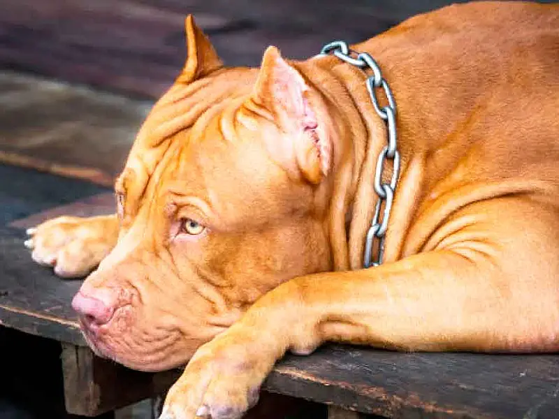 Pitbull escapa de residência e ataca Shih Tzu em bairro de Campo Grande