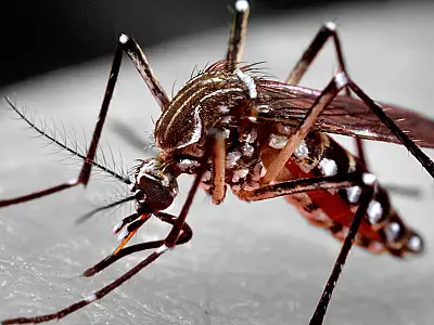 Chikungunya já matou 30 pessoas e soma quase 10 mil casos confirmados em MS