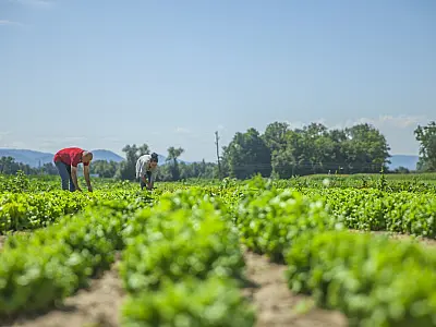 Crédito rural financiou R$ 92,4 bi em áreas com alertas ambientais