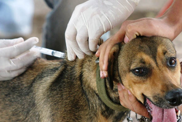 Campanha de vacinação para cães e gatos começa com visitas a 300 mil imóveis