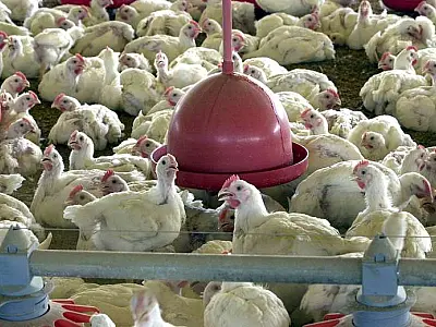União Europeia considera adequados controles sanitários brasileiros para exportação de frango e mel