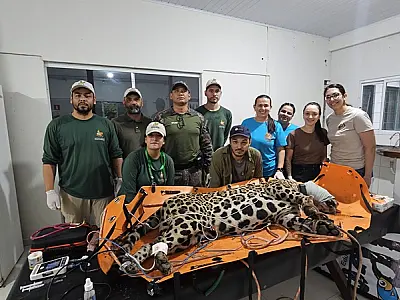 Onça capturada é batizada de 'Corumbella' e será monitorada no Pantanal