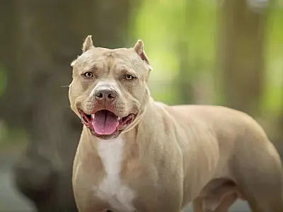 Empregada doméstica escapa de ataque de pitbulls e denuncia tutor em Dourados