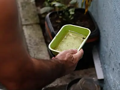 Quatro cidades de MS aparecem em alerta máximo para infestação do Aedes aegypti