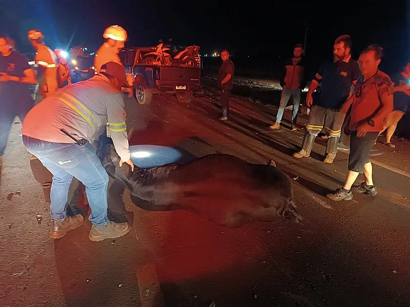 Caminhonete atropela rebanho na BR-163 e seis vacas morrem em Rio Brilhante