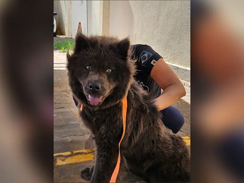 Decat busca novo lar para Chow-chow resgatado de maus-tratos na Capital