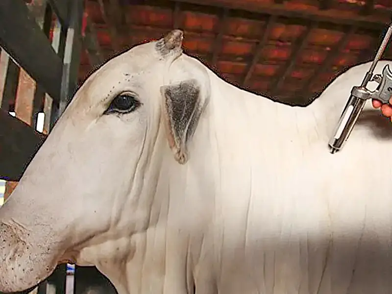 China amplia acesso de carnes brasileiras após reconhecer país livre de aftosa