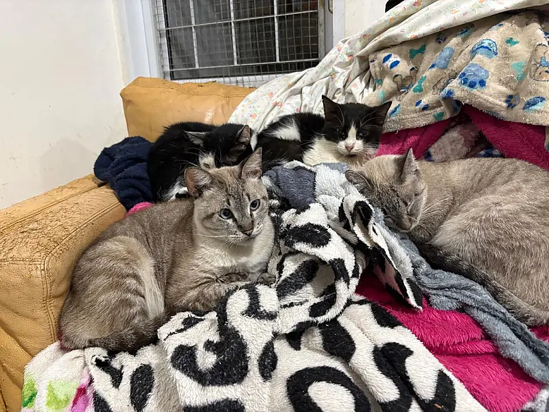 Com frio intenso, abrigo pede cobertores e ração para quase 400 gatos na Capital