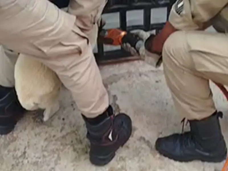 Bombeiros usam desencarcerador para salvar cão preso em portão em Corumbá