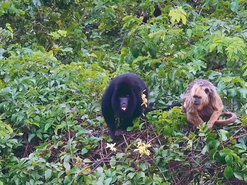 Projeto ambiental abre votação para nomear bugios-pretos monitorados em MS