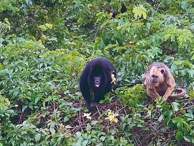 Projeto ambiental abre votação para nomear bugios-pretos monitorados em MS