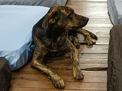Campanha arrecada cobertores, camas e roupas para cães e gatos