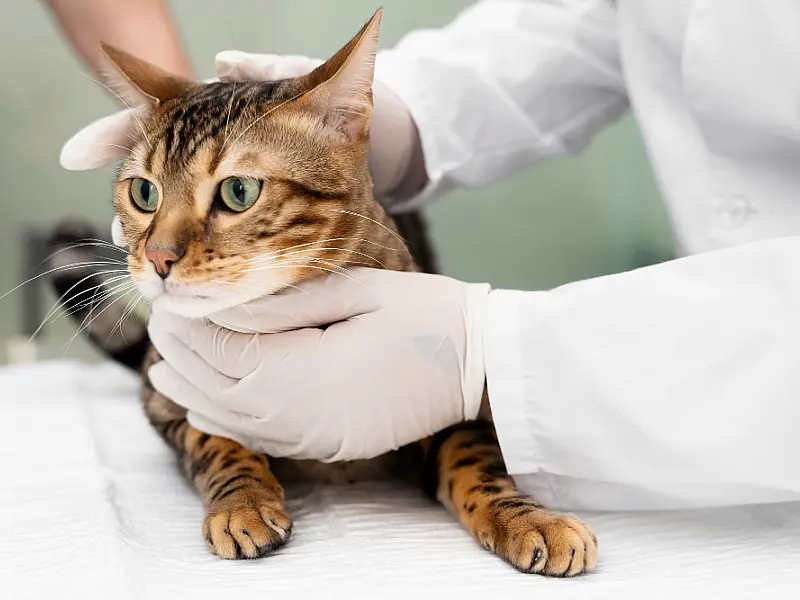 Exercício ilegal da medicina veterinária passa a ser crime previsto no Código Penal