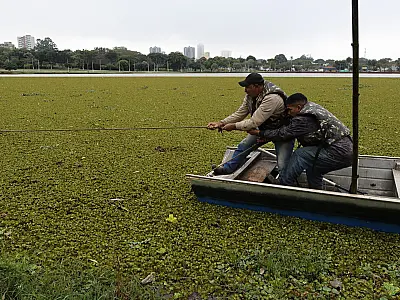 Prefeitura faz força-tarefa para retirar plantas aquáticas de lagos em Dourados