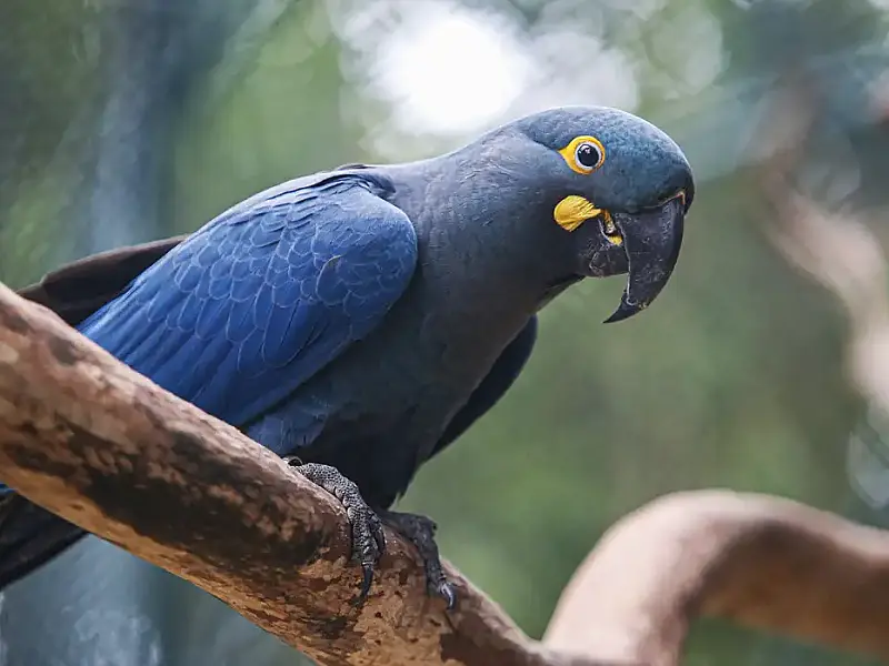 Arara-azul-grande é reclassificada como vulnerável em nova lista de espécies ameaçadas no Brasil