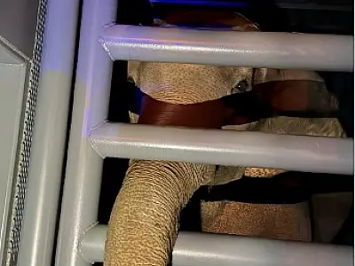 Passagem de elefanta Baby pela BR-163 mobiliza operação de segurança em MS