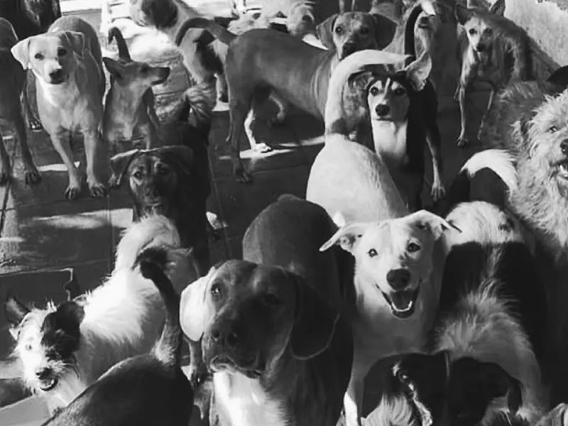 Instituto Guarda Animal anuncia possível encerramento após ação do Ministério Público