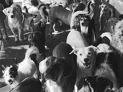 Instituto Guarda Animal anuncia possível encerramento após ação do Ministério Público