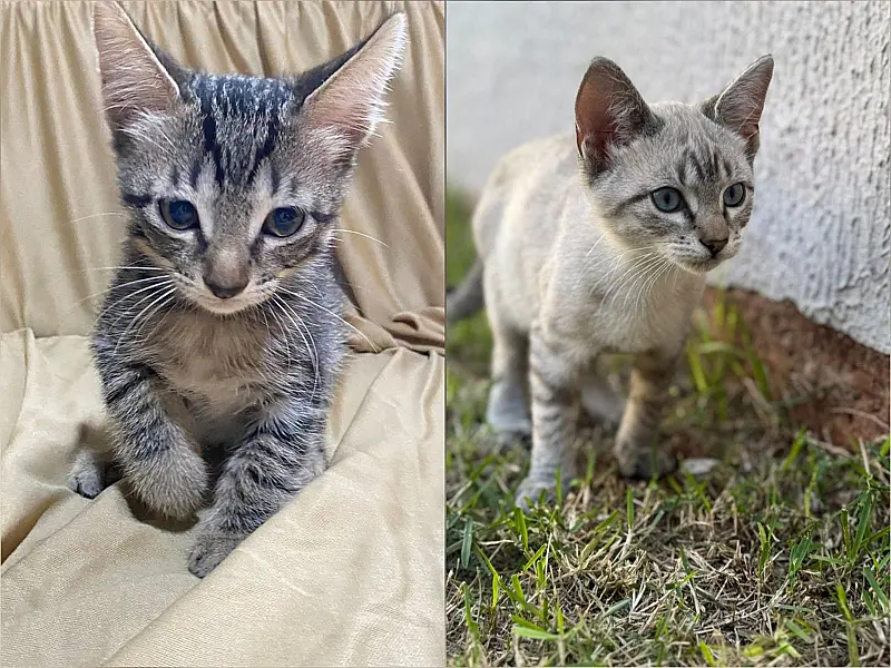 Feira de adoção busca lar para 16 gatos resgatados em Campo Grande