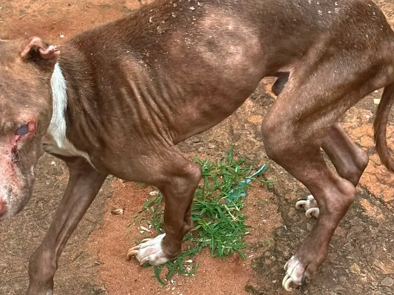 Cão em situação de maus-tratos é resgatado em imóvel usado para tráfico na Capital