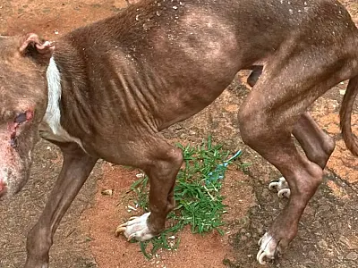 Cão em situação de maus-tratos é resgatado em imóvel usado para tráfico na Capital