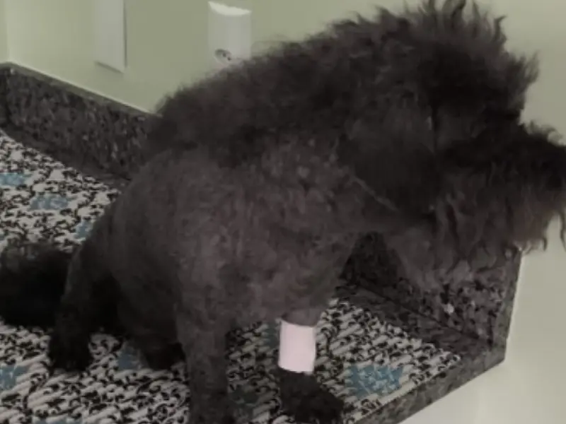 Morte de cachorro após internação em clínica veterinária vira disputa judicial em Campo Grande