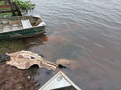 Operação desarma bando que furtava gado e caçava jacarés no Pantanal