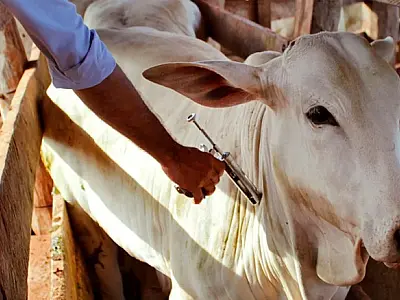 Iagro alerta produtores de MS para prazo de vacinação contra a brucelose