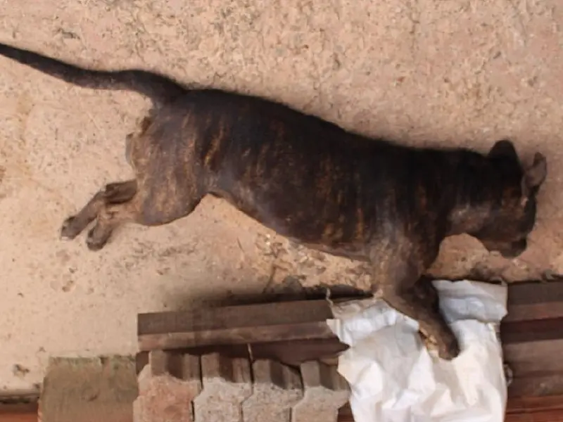 Dupla é presa por queimar veículo e matar cão pitbull a facadas na Capital