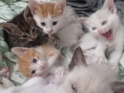 Feira de adoção reúne 16 gatos resgatados em busca de um novo lar nesta sexta-feira