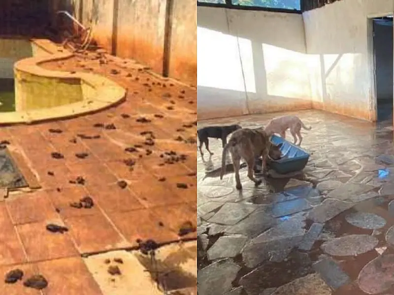 MPMS aponta gastos em bares, restaurantes e iFood e pede fim do Instituto Guarda Animal