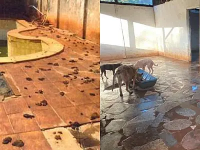 MPMS aponta gastos em bares, restaurantes e iFood e pede fim do Instituto Guarda Animal