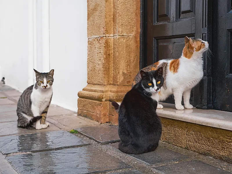 Mulheres são condenadas por dar comida a gatos em condomínio