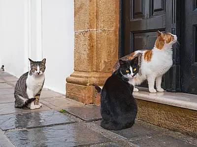 Mulheres são condenadas por dar comida a gatos em condomínio
