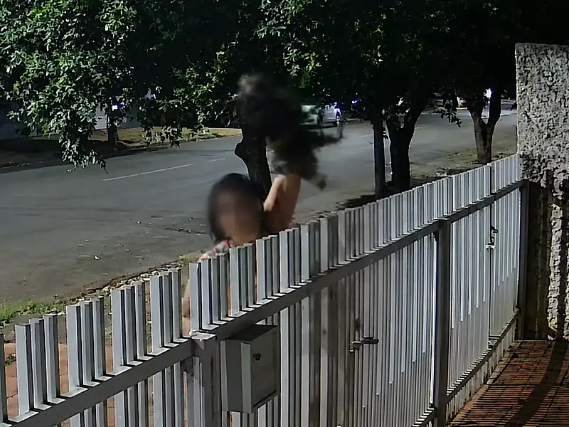 Filhote de Shih Tzu é furtado durante a madrugada em Três Lagoas