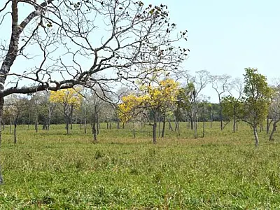 Especialistas orientam produtores a planejar alimentação do gado para enfrentar período seco