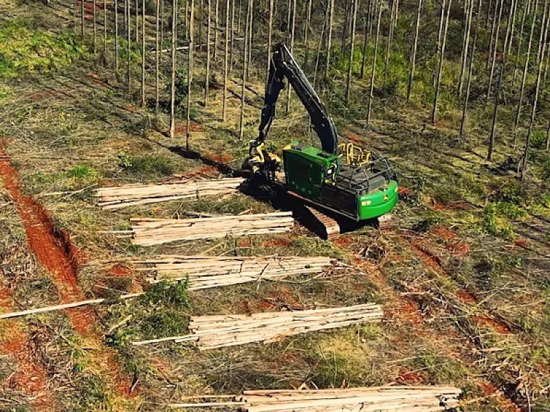 Programa de formação florestal oferece bolsa de R$ 1,5 mil em cidades de MS