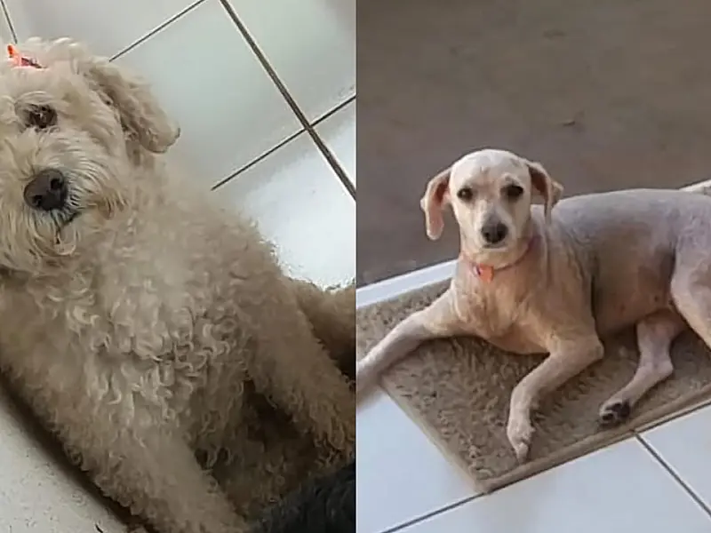 Cadê a Nina? Família pede ajuda para encontrar cadela desaparecida