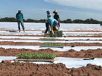 Irrigantes rurais têm flexibilidade no desconto da conta de luz em MS