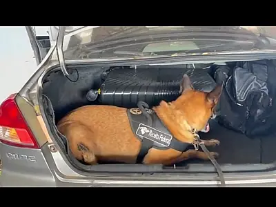 Nem talco engana cães farejadores e 13 kg de skunk são apreendidos