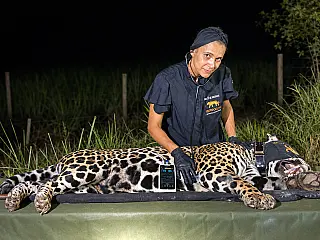 UFMS sedia simpósio internacional focado na conservação da vida selvagem