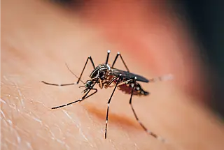 Febre do Nilo Ocidental já soma quatro casos e um óbito no Brasil em 2026